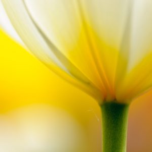 Tulpe wie sie beim Fotoworkshop Tulpen & Orchideen auf der Insel Mainau aufgenommen werden kann.